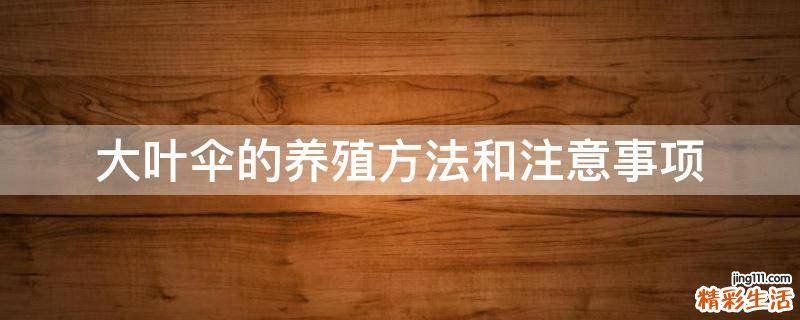 大叶伞的养殖方法和注意事项