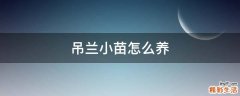 吊兰小苗怎么养