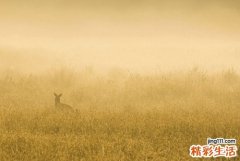 2 枫树