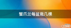 蟹爪兰每盆栽几棵