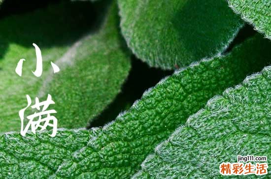 小满节气是怎么来的 小满节气是收获小麦的季节吗