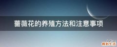 蔷薇花的养殖方法和注意事项