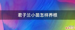 君子兰小苗怎样养根