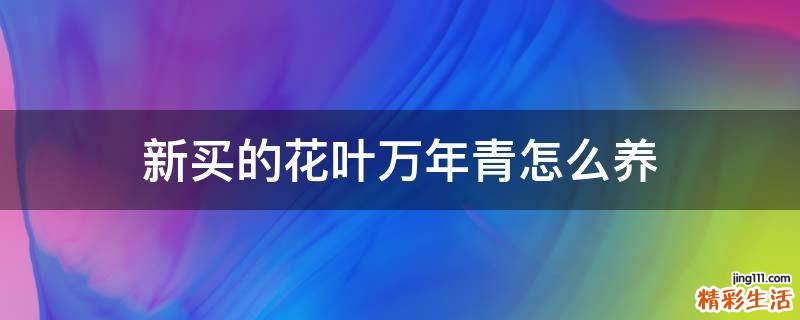 新买的花叶万年青怎么养