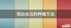 阳台丝瓜的种植方法