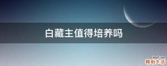 白藏主值得培养吗