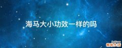 海马大小功效一样的吗