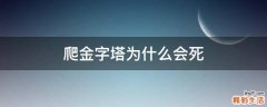 爬金字塔为什么会死