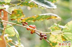 2023小满节气在几月几日 2023年小满是几点交节