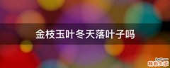 金枝玉叶冬天落叶子吗
