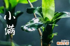 2023年小满是几月几号 2023小满节气怎么计算