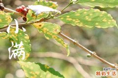 小满节气发圈话术 小满节气发圈文案