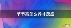 节节高怎么养才茂盛