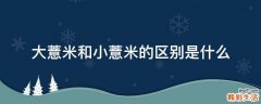 大薏米和小薏米的区别是什么