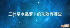 三叶草水晶萝卜的功效有哪些