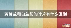 黄桷兰和白兰花的叶片有什么区别