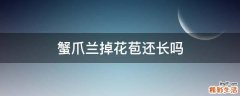 蟹爪兰掉花苞还长吗