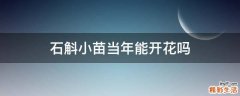 石斛小苗当年能开花吗