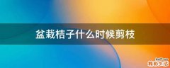 盆栽桔子什么时候剪枝