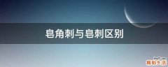 皂角刺与皂刺区别