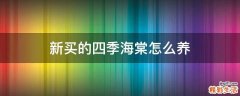新买的四季海棠怎么养