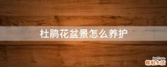 杜鹃花盆景怎么养护