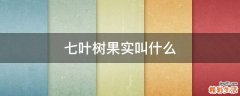 七叶树果实叫什么