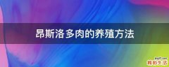 昂斯洛多肉的养殖方法