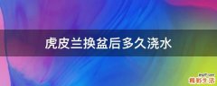 虎皮兰换盆后多久浇水