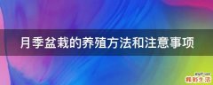月季盆栽的养殖方法和注意事项