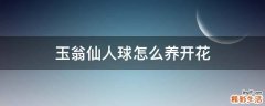 玉翁仙人球怎么养开花