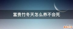 富贵竹冬天怎么养不会死