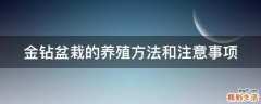 金钻盆栽的养殖方法和注意事项