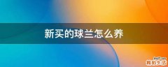 新买的球兰怎么养