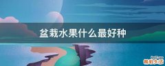 盆栽水果什么最好种