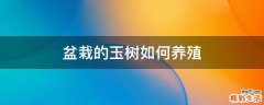 盆栽的玉树如何养殖
