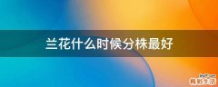 兰花什么时候分株最好