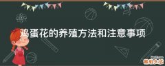 鸡蛋花的养殖方法和注意事项