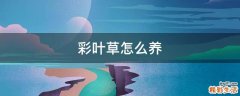 彩叶草怎么养