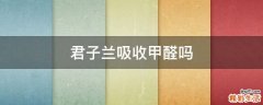 君子兰吸收甲醛吗