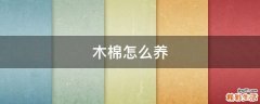 木棉怎么养
