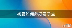初夏如何養(yǎng)好君子蘭