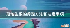 落地生根的养殖方法和注意事项