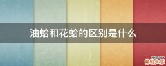油蛤和花蛤的区别是什么
