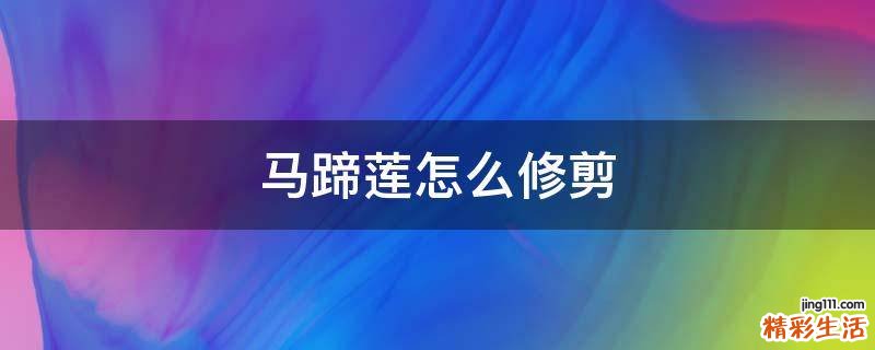 馬蹄蓮怎么修剪