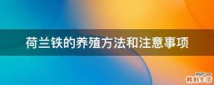 荷兰铁的养殖方法和注意事项