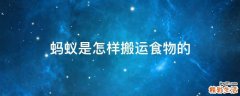 蚂蚁是怎样搬运食物的