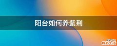 阳台如何养紫荆