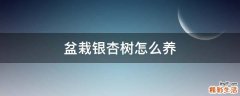 盆栽银杏树怎么养