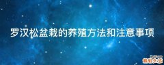 罗汉松盆栽的养殖方法和注意事项
